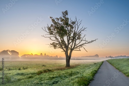 Eine alte, knorrige Eiche bei Sonnenaufgang. Nebelfelder am Horizont.