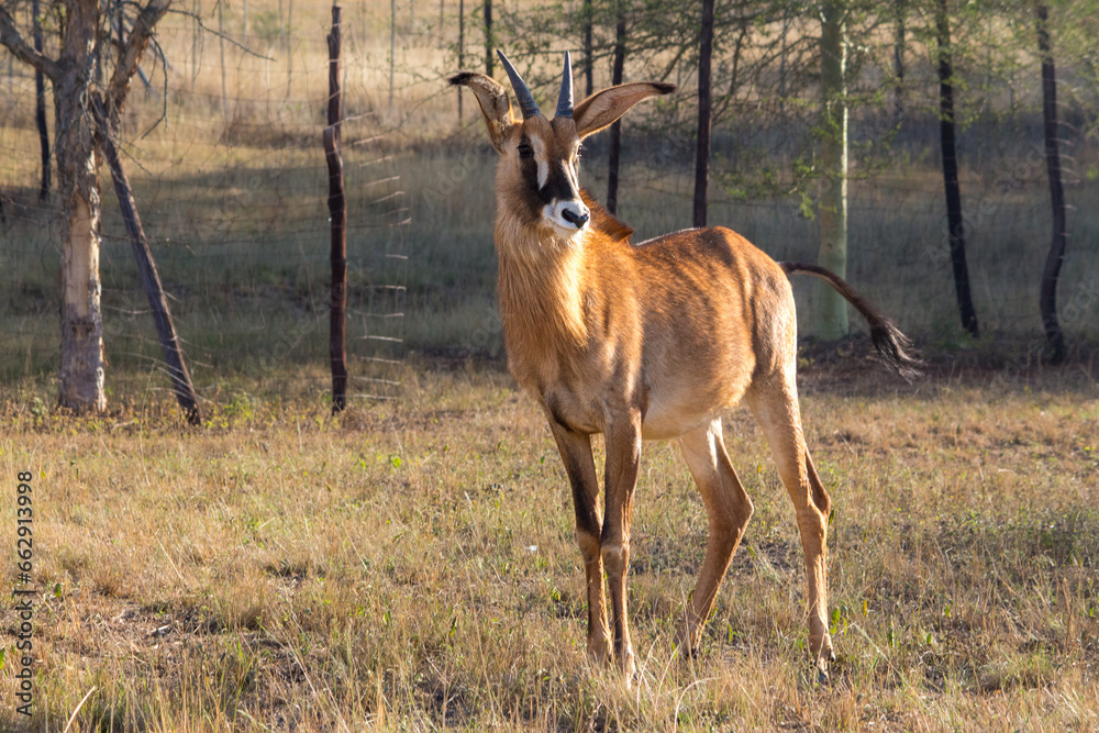 Fototapeta premium A roan antelope standing and looking to its left