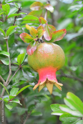 Ein Granatapfel am Baum