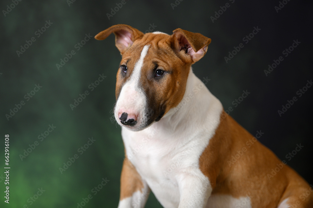 english bull terrier puppy portrait on green studio background