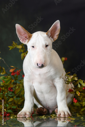 white bull terrier puppy sitting on green studio background