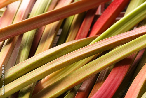 Many ripe rhubarb stalks as background  closeup