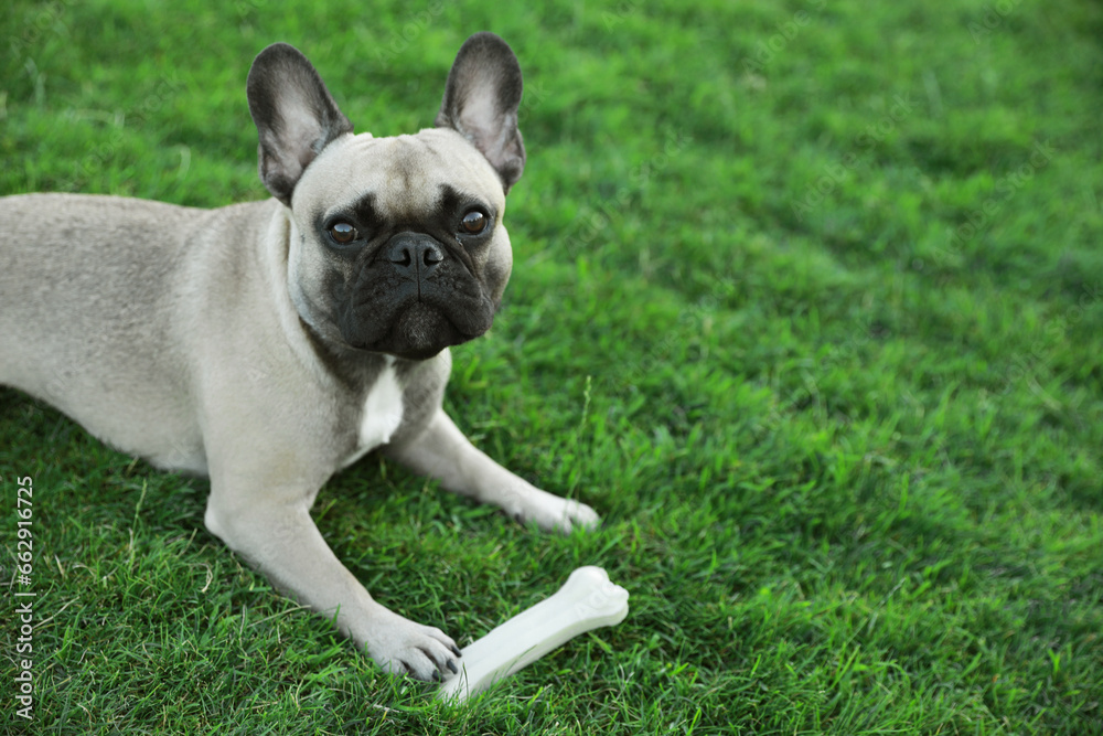 Cute French bulldog with bone treat on green grass outdoors, space for text. Lovely pet