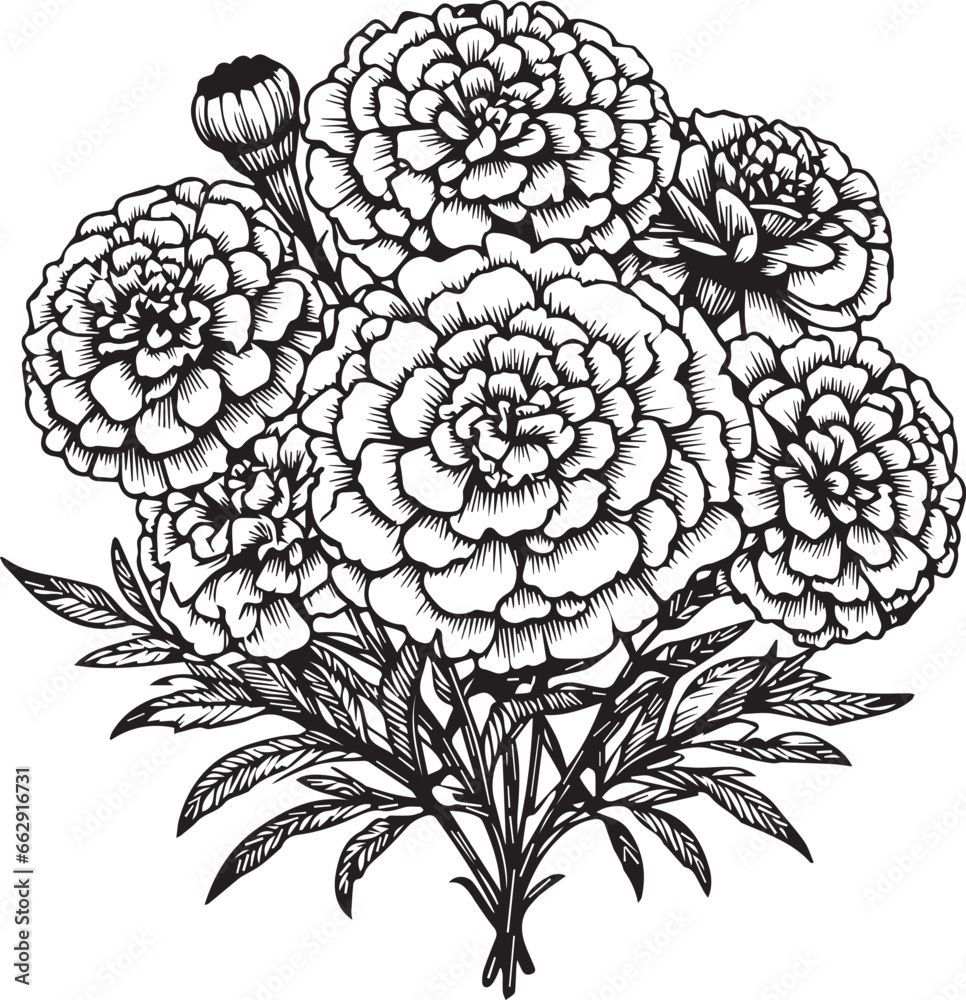 Marigold bouquet, of flower design for card or print. hand-painted marigold flower illustration isolated on white, engraved ink art floral coloring pages, and books for print, pretty flower coloring p Marigold bouquet, of flower design for card or print. hand-painted marigold flower illustration isolated on white, engraved ink art floral coloring pages, and books for print, pretty flower coloring p