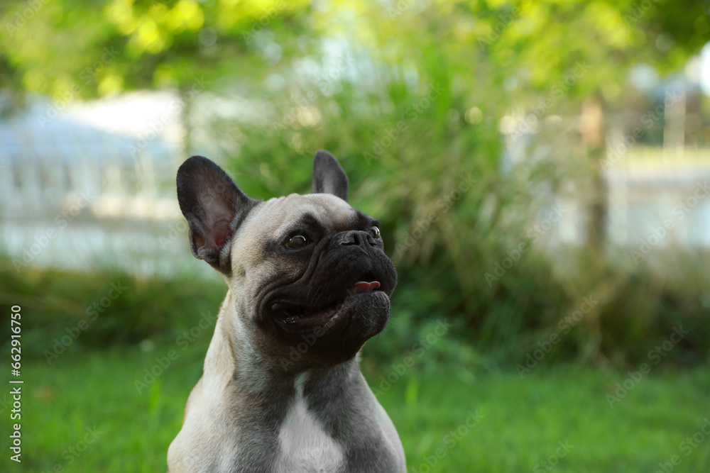 Cute French bulldog outdoors on summer day. Lovely pet