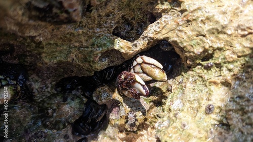 Goose barnacle Goose shells attached to rocks in Portugal