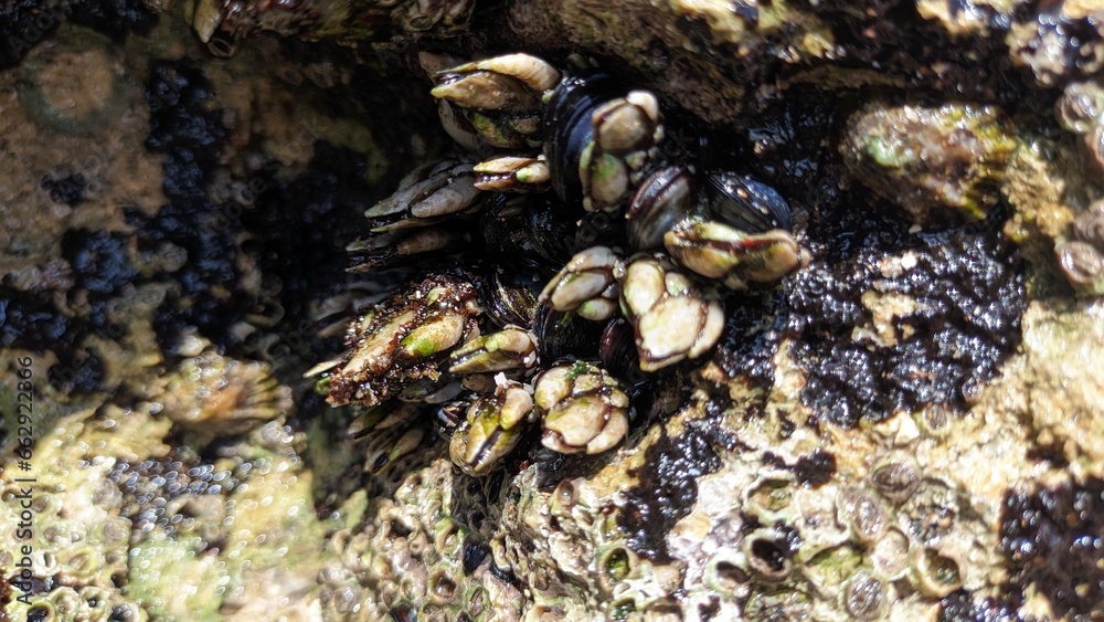 Goose barnacle Goose shells attached to rocks in Portugal Goose barnacle Goose shells attached to rocks in Portugal