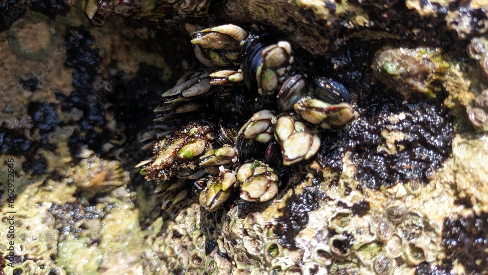 Goose barnacle Goose shells attached to rocks in Portugal Goose barnacle Goose shells attached to rocks in Portugal