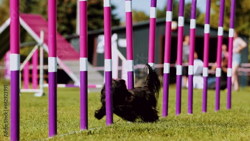 Agility sports for dogs. Running in slalom.