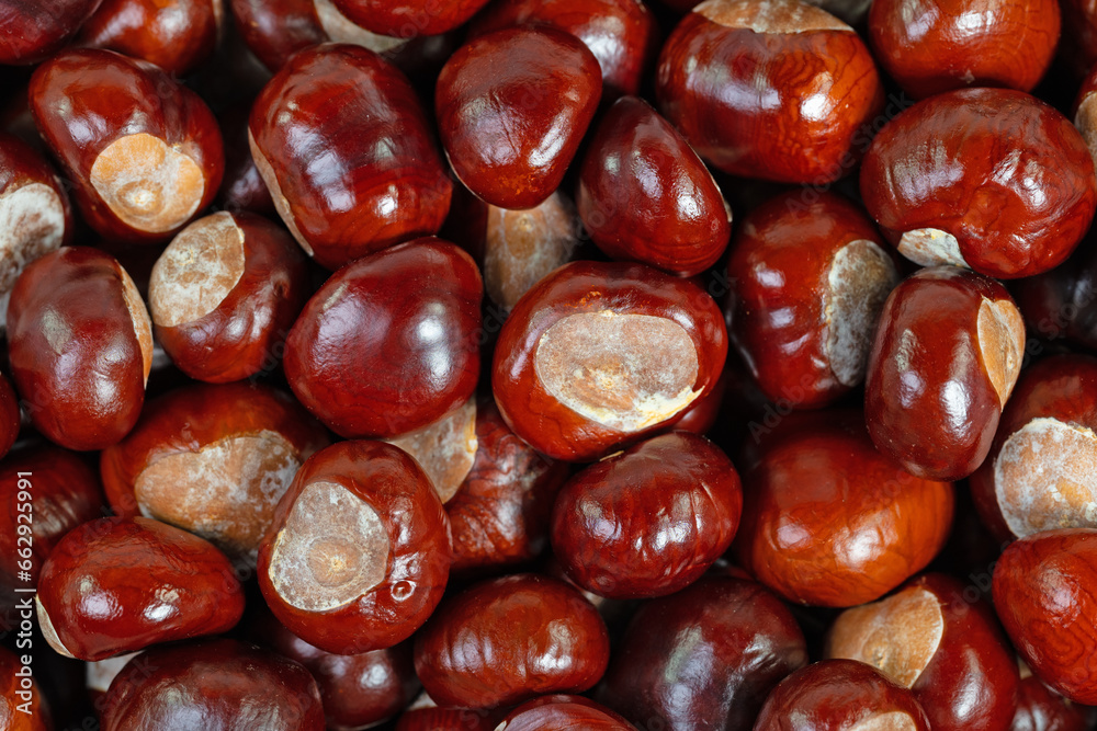 Rosskastanien, Aesculus hippocastanum, Nahaufnahme Rosskastanien, Aesculus hippocastanum, Nahaufnahme