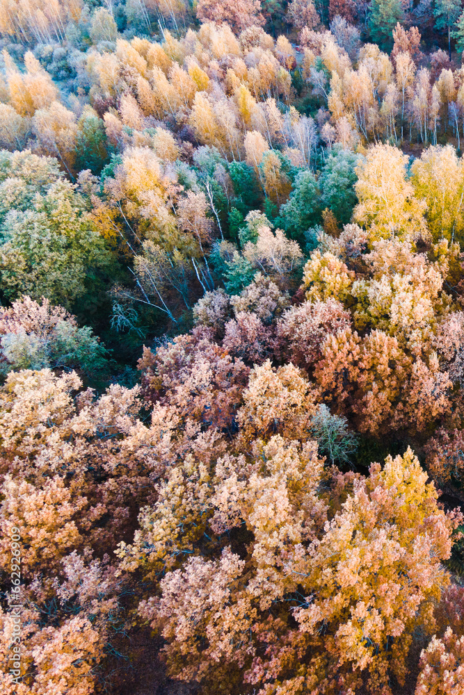 Fototapeta premium tropical coral reef