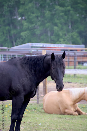 Schwarzes Pferd von der Seite, mit Frontalansicht auf das Gesicht 