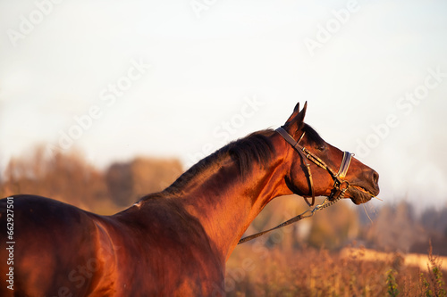 Portrait of beautiful bay breed stallion in beautiful brown bridle at evening. behind view