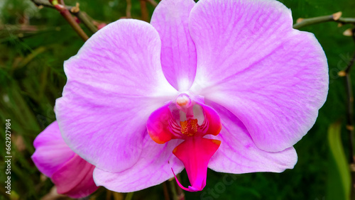 Blooming red Phalaenopsis orchid in the collection of the botanical garden