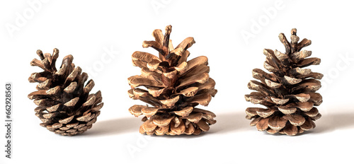 Christmas tree cones on a white isolated background