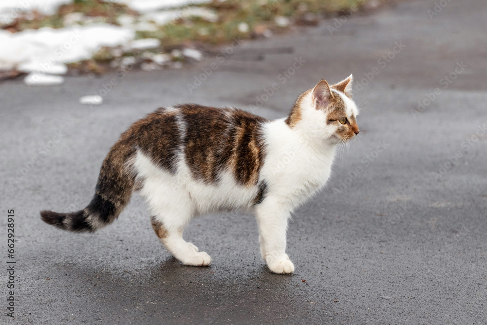 White spotted cat in winter on the road on the asphalt White spotted cat in winter on the road on the asphalt