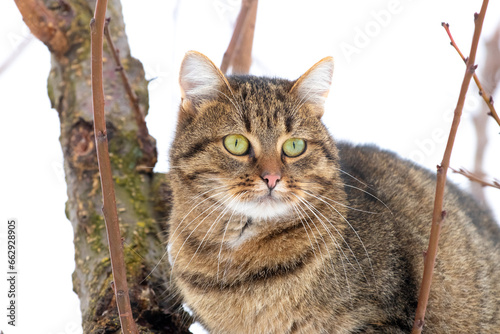 Brown cat in a tree in winter