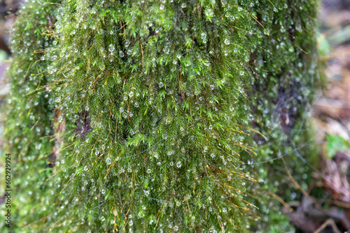 Tropical biodiversity photography  wild mushrooms  moss  rainforest