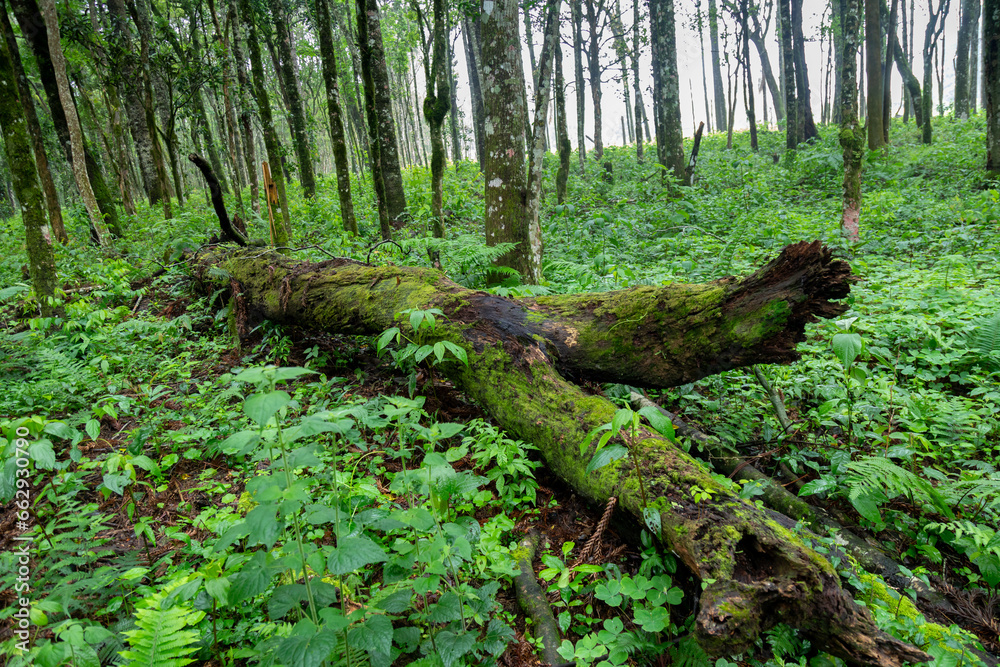 Obraz premium Tropical biodiversity photography, wild mushrooms, moss, rainforest