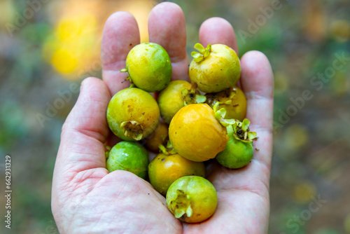Fruit known as Gabiroba, guabiroba, guabirova, guavirova, gavirova, araçá-congonha or gabiraba (Campomanesia xanthocarpa) (Campomanesia pubescens ). Brazilian wild fruit