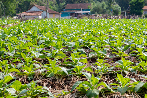 Tobacco plantation (Nicotiana tabacum) panoramic photo in selective focus