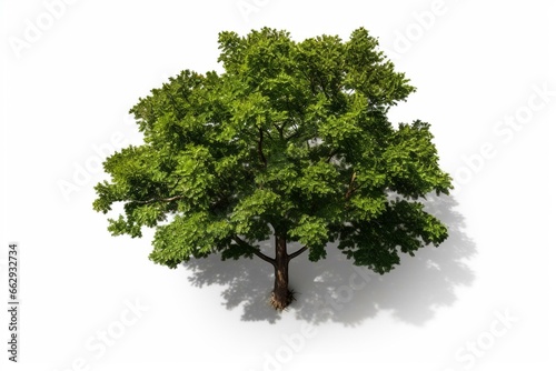 Overhead view of tree with transparent background for 3D rendering. Generative AI