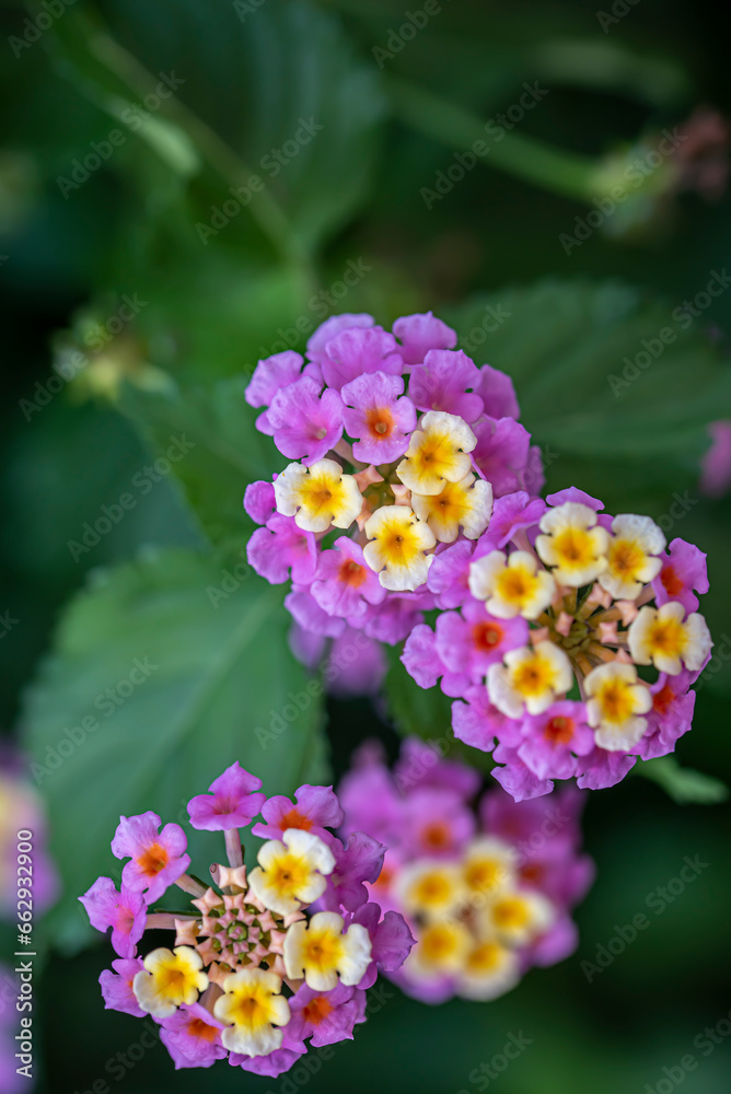 Lantana camara flowers blooming in the garden, with green and yelow Lantana camara flowers blooming in the garden, with green and yelow
