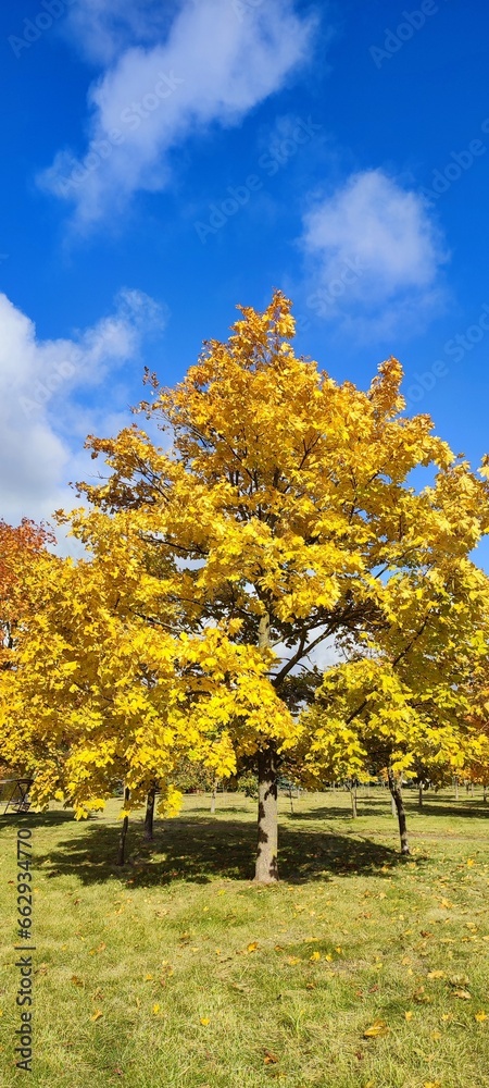 Fototapeta premium autumn landscape with a tree