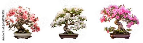 Collection of bonsai trees with flowers on transparent background, generative ai 