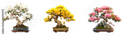 Collection of bonsai trees with flowers on transparent background, generative ai 