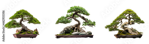 Collection of bonsai trees on transparent background, generative ai