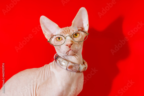 A cat wearing glasses and a collar stands against a vibrant red background. This image can be used to represent a stylish and fashionable pet or to convey a sense of intelligence and sophistication. © Fotograf