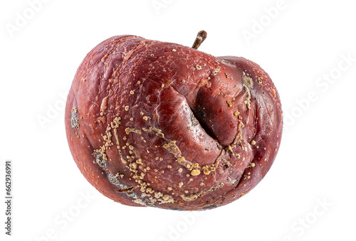 rotten apple fruit isolated on white. side view brown rotten apple on a white background photo