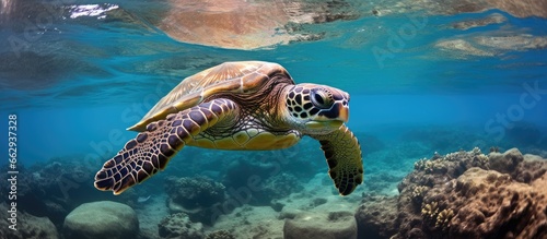 Hawaii s Green Sea Turtle diving in Maui while scuba diving With copyspace for text