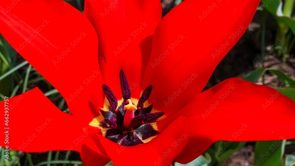 Close-up, Red tulips blooming in spring in the garden, botanical garden Close-up, Red tulips blooming in spring in the garden, botanical garden