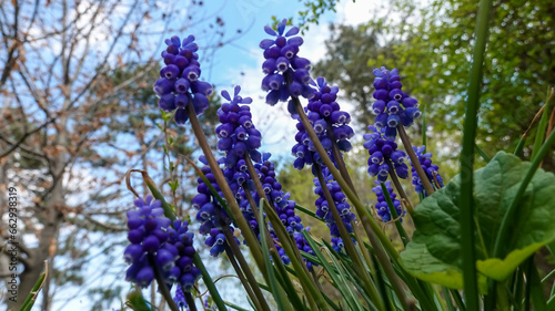 Muscari botryoides - group of plants with blue cluster-shaped flowers