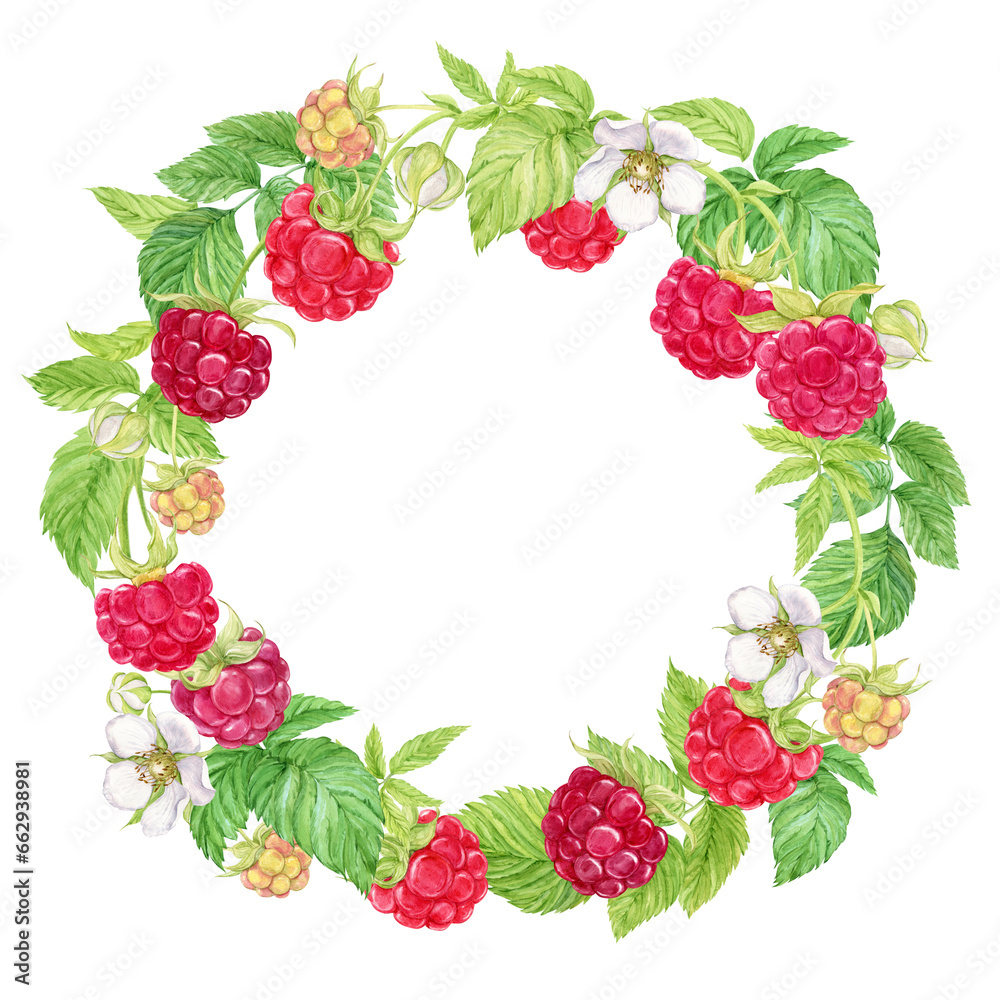 Raspberry wreath on a transparent background. Watercolor Ripe red berries, flowers, branches and leaves. Watercolor frame for the design of cards, invitations, stickers, labels.