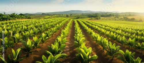 Bird s eye view of banana trees in a field With copyspace for text