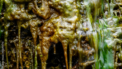 Green Algae (Enteromorpha, Ulva) grows in a small waterfall with salt water