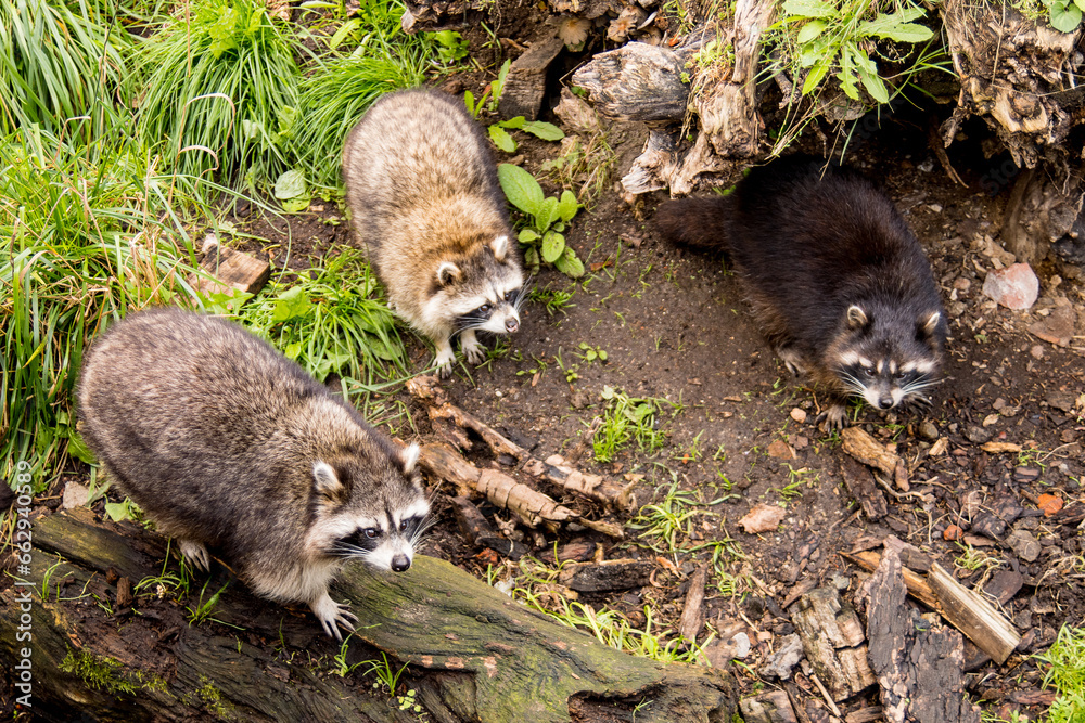 Naklejka premium Curious striped raccoons frolic on the grass among the tree roots.