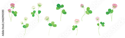 Clover Flower on Stem with Green Leaf Vector Set