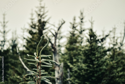 Close up of top of pine tree