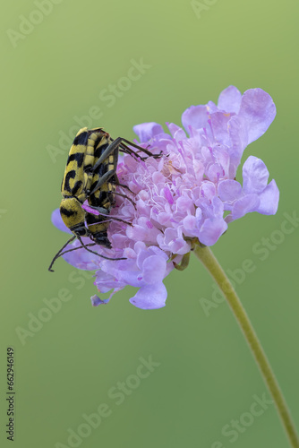 a longhorn beetle called Chlorophorus varius photo