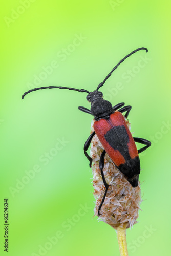 a longhorn beetle called Stictoleptura cordigera photo