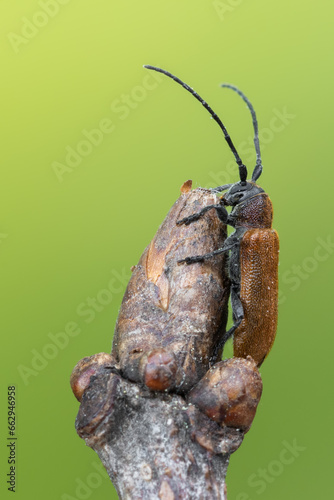 a longhorn beetle called Anaesthetis testacea photo