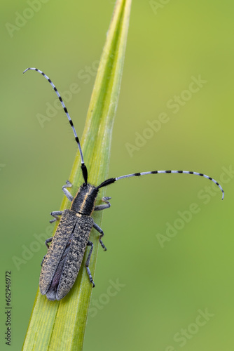 a longhorn beetle called Agapanthia villosoviridescens photo