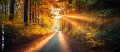 Autumn road in forest under sunrise captured in instant photo With copyspace for text © 2rogan