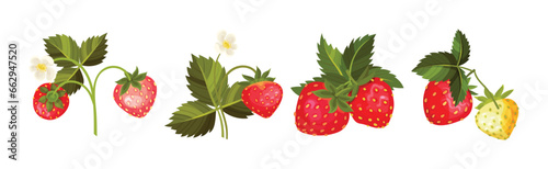 Sweet Strawberry Red Fruit Branch with Green Leaf and Stem Vector Set