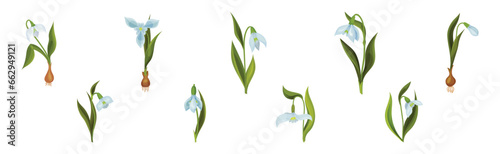 Snowdrops Spring Flowers on Green Stem Vector Set
