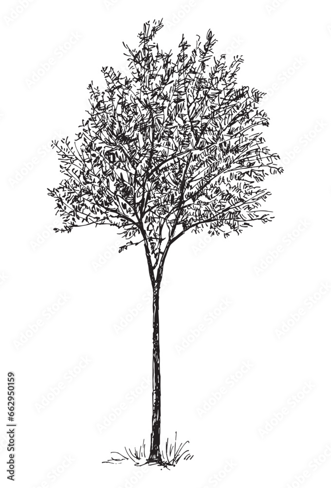 Fototapeta premium Sketch of single young deciduous tree silhouette
